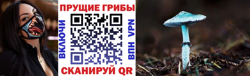 Псилоцибиновые грибы Psilocybine cubensis Новошахтинск